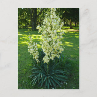 Cartão Postal Kansas Yucca