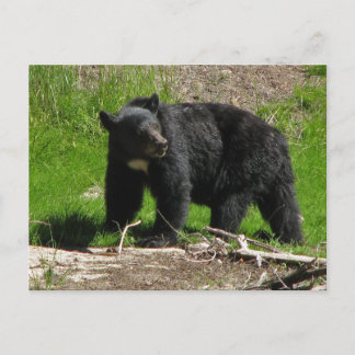 Cartão Postal Kasha Bear 2