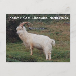 Cartão Postal Kashmiri Goat, Llandudno, North Wales.