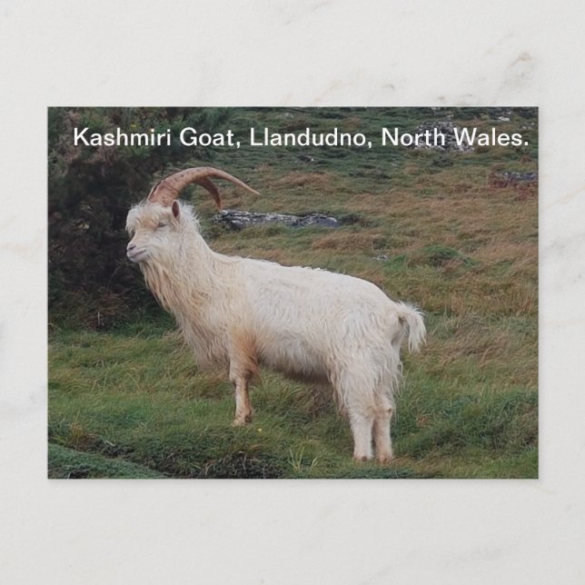 Cartão Postal Kashmiri Goat, Llandudno, North Wales. (Frente)