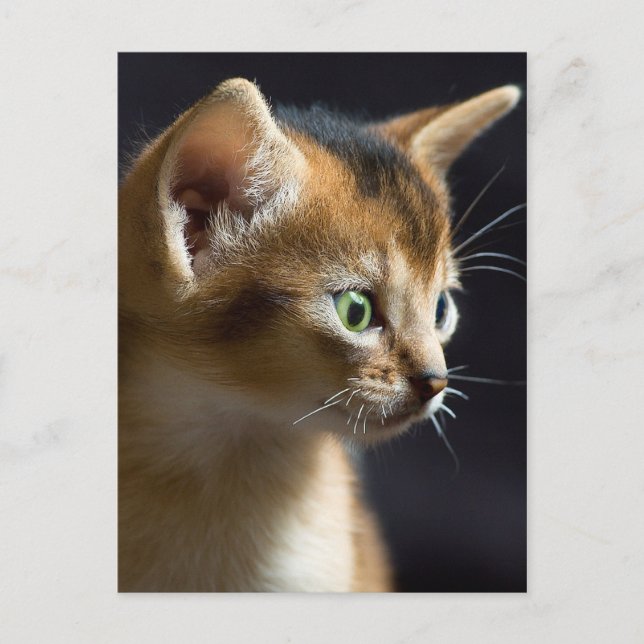 Cartão Postal kat (Frente)