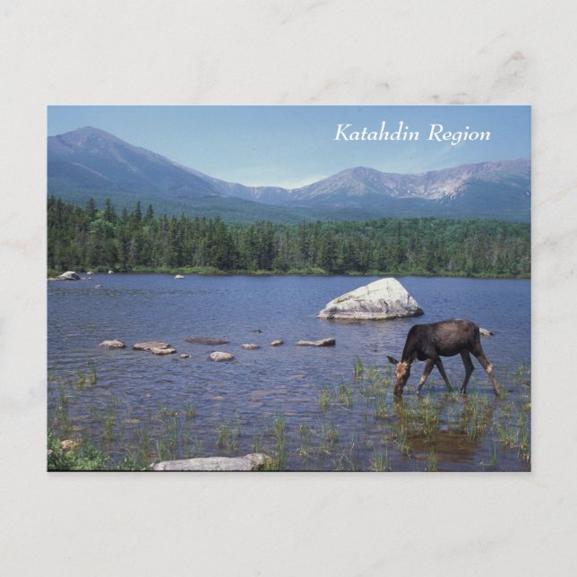 Cartão Postal Katahdin Maine Moose (Frente)