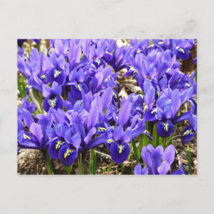 Cartão Postal Katherine Hodgkin Irrises Primavera Floral Roxo