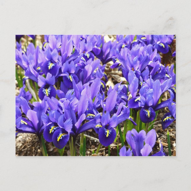 Cartão Postal Katherine Hodgkin Irrises Primavera Floral Roxo (Frente)