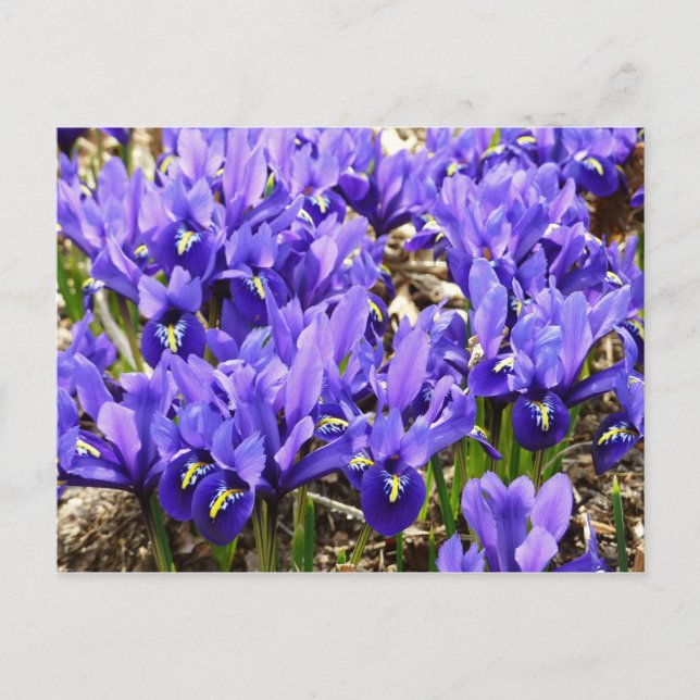 Cartão Postal Katherine Hodgkin Irrises Primavera Floral Roxo (Frente)