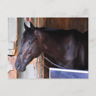 Cartão Postal Kathy Ritvo Stables
