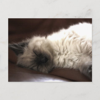 Cartão Postal Kattunge/Kitten