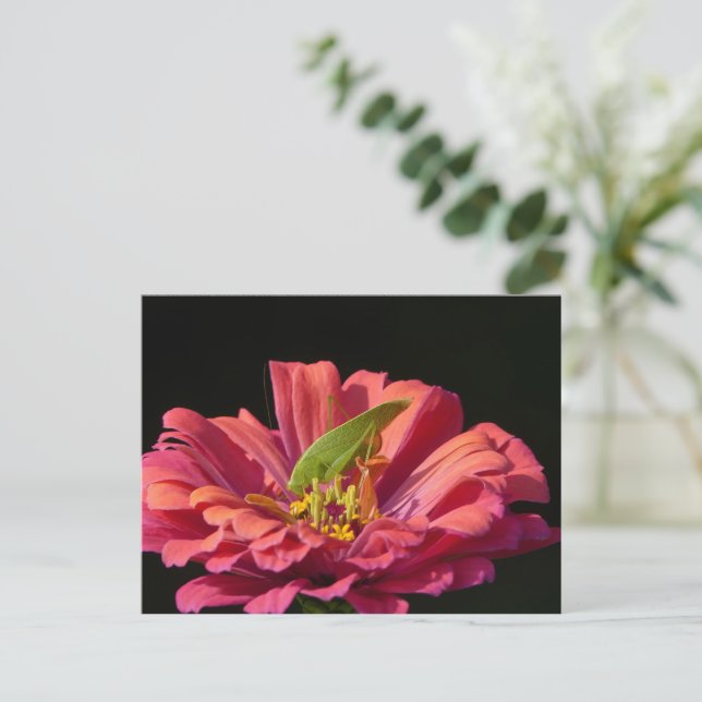 Cartão Postal Katydid na Zinnia (Em pé/Frente)