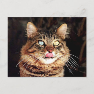 Cartão Postal katz