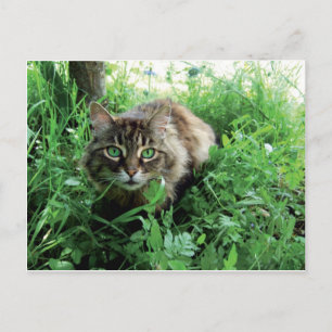 Cartão Postal Katze