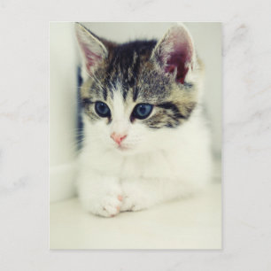 Cartão Postal katze