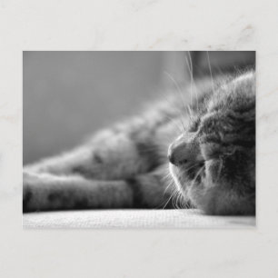 Cartão Postal Katze SW