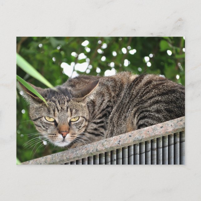 Cartão Postal Katze wird böse (Frente)