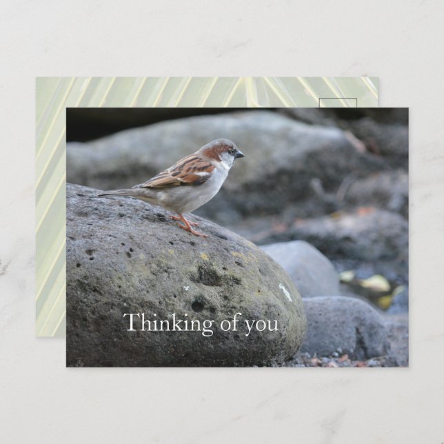 Cartão Postal Kauai Hawaii Bird em Rocks pensando em você (Frente/Verso)