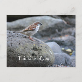 Cartão Postal Kauai Hawaii Bird em Rocks pensando em você