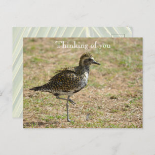 Cartão Postal Kauai Hawaii Bird pensando em você