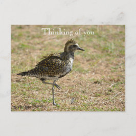 Cartão Postal Kauai Hawaii Bird pensando em você