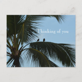 Cartão Postal Kauai Hawaii Birds em Palm Tree