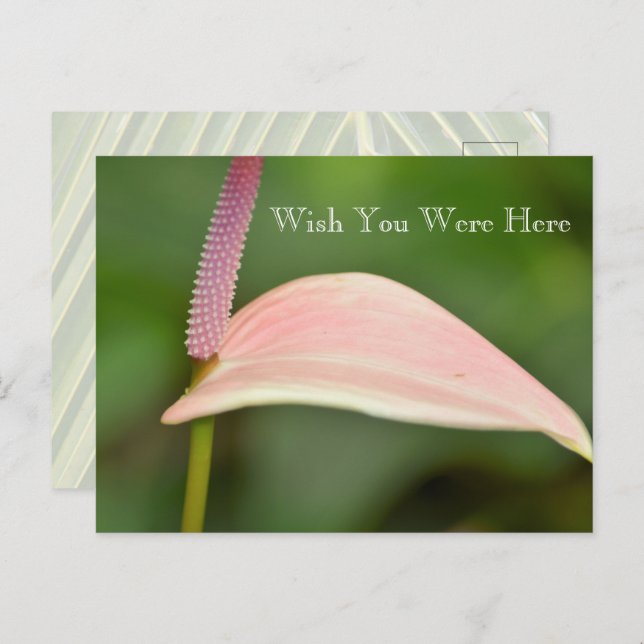 Cartão Postal Kauai Hawaii - Flor Anturim Rosa Rosa Rosa (Frente/Verso)