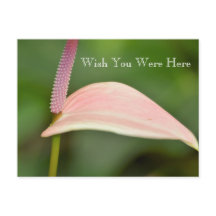 Kauai Hawaii - Flor Anturim Rosa Rosa Rosa