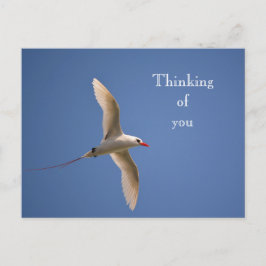 Cartão Postal Kauai Hawaii Kilauea Red Tailed Tropicbird