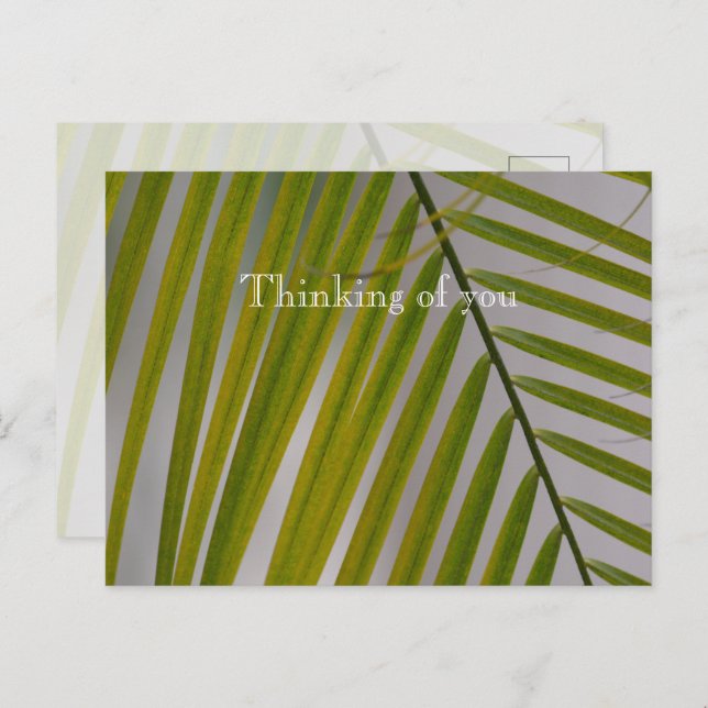 Cartão Postal Kauai Hawaii Palm Tree (Frente/Verso)