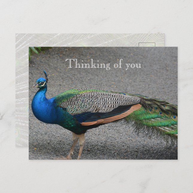 Cartão Postal Kauai Hawaii Peacock (Frente/Verso)