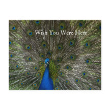 Kauai Hawaii Peacock Feather