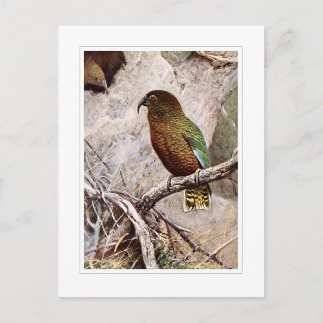 Cartão Postal Kea (Frente)