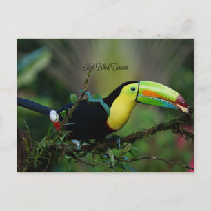 Cartão Postal Keel Billed Toucan, pássaro tropical