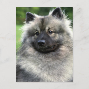 Cartão Postal Keeshond