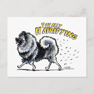 Cartão Postal Keeshond Completamente Peludo