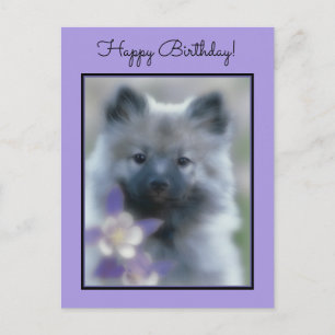 Cartão Postal Keeshond e Columbine - Fotografia de Cães