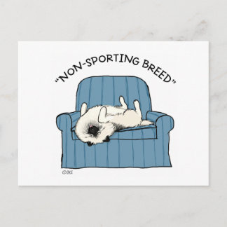Cartão Postal Keeshond "Raça Não Desportiva"