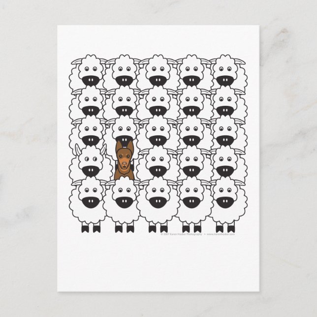 Cartão Postal Kelpie australiano em ovelha (Frente)