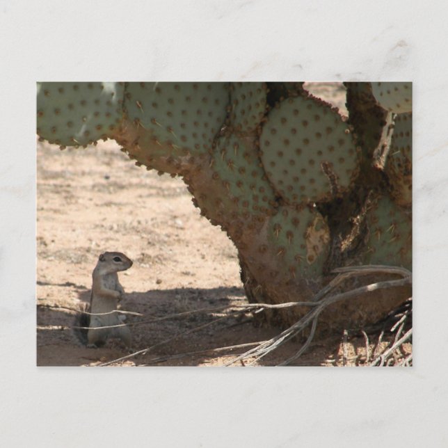 Cartão Postal Kenny's Critter (Frente)