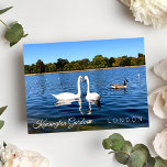 Cartão Postal Kensignton Gardens Pond | Royal Park LONDON UK<br><div class="desc">Belos dois cisnes brancos nadando na lagoa redonda no Kensington Gardens Royal Park London UK - cartão-postal - setembro de 2019 - foto de Anka</div>