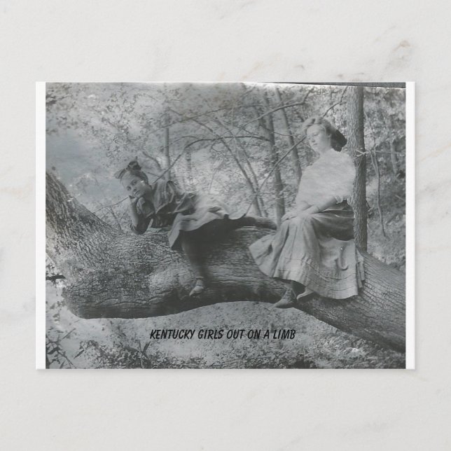 Cartão Postal Kentucky Girls fora em um Limb (Frente)