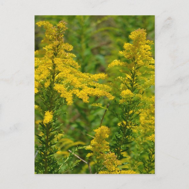 Cartão Postal Kentucky Goldenrod (Frente)