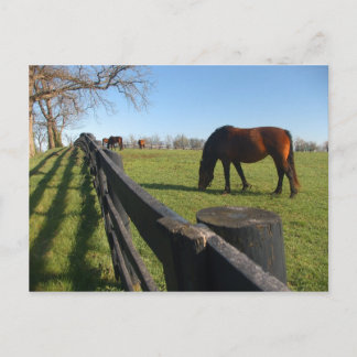 Cartão Postal Kentucky Thoroughbreds