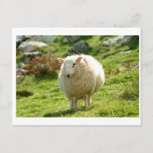 Cartão Postal Kerry Sheep no anel de Kerry