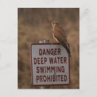 Kestrel