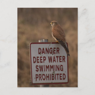 Cartão Postal Kestrel