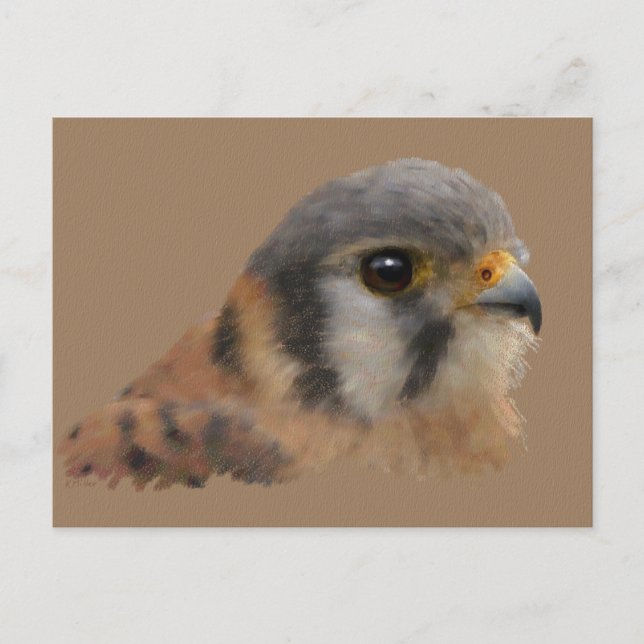 Cartão Postal Kestrel Americano (Frente)