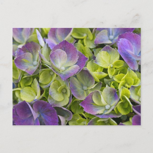 Cartão Postal Keukenhof Garden Hydrangea (Frente)