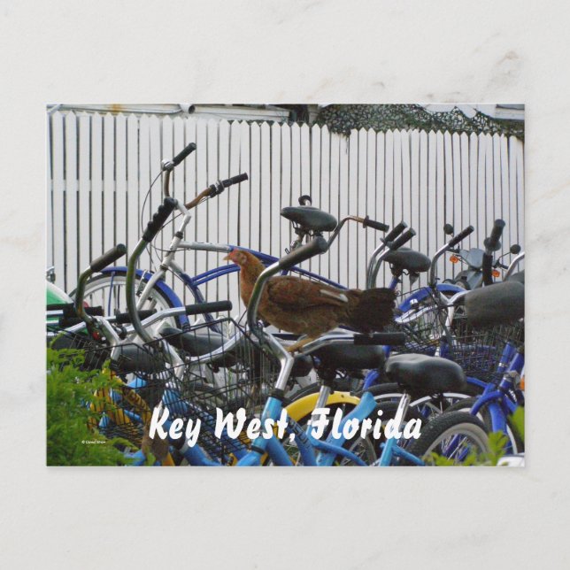 Cartão Postal Key West, Flórida (Frente)