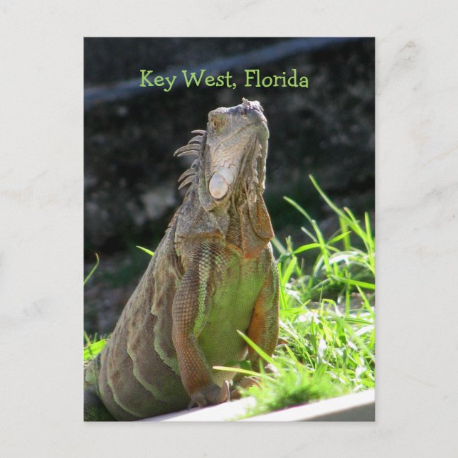 Cartão Postal Key West Iguana (Frente)
