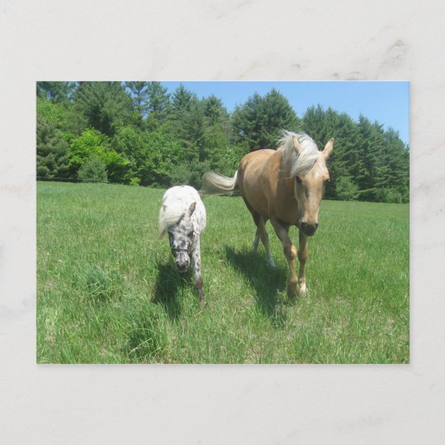 Cartão Postal Khrysta e Cash (Frente)