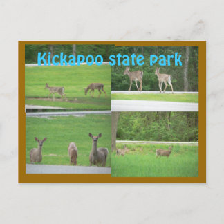 Cartão Postal Kickapoo Deer