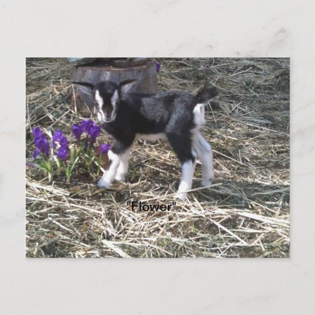 Cartão Postal Kid chamado Cartão-postal da Flor (Frente)